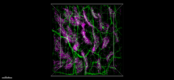 Ce3D_Tissue_Clearing_Kit_3_110320.png