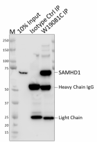 W19081C_PURE_SAMHD1_Antibody_2_110220.png