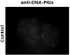 10B1_PURE_DNA-PKcs_Antibody_2_IF_012316