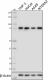 10D1_GoChIP_SSRP1_Antibody_1_WB_030717
