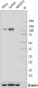 1_11C7C49_PURE_HDAC7_Antibody_Antibody_1_102218