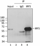 11F4A09_IRF5_Purified_Antibody_2_IP_051816