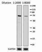 12G9A36_DBHRP_IRF7_Antibody_WB_070116