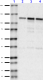 13A9_PURE_CD325_Antibody_WB_1_072018