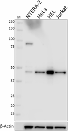 13B2A38_PURE_IRF2_Antibody_1_092518