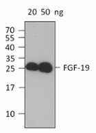 13D9C80_PURE_FGF-19_Antibody_WB_100115