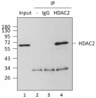 2_13G8C67_PURE_HDAC2_Antibody_2_WB_092915