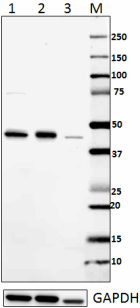 13H3A44_PURE_IRF1_Antibody_1_WB_062116
