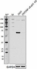 1_14G10A21_PURE_NFkBp65_Antibody_2_WB_071217