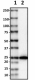 18G102B2E11_Biotin_TFAM_Antibody_012219