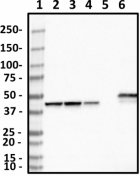 1A6-C7-G10_PURE_CKMT1_Antibody_1_062619