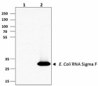 1RF18_PURE_Ecoli_RNA_Sigma_Antibody_WB_102615