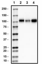 2238_HRP_Alpha-Dystroglycan_Antibody_1_0622119.png