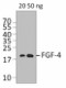 2D1C57_PURE_FGF-4_Antibody_WB_063015