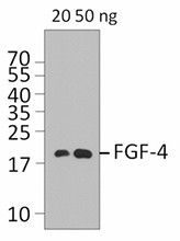 2D1C57_PURE_FGF-4_Antibody_WB_063015