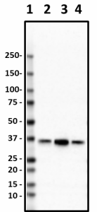 4B10-HNRNPA1_HRP_HNRNPA1_Antibody_1_062419.png