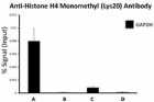 1_5E10-D8_GoChIP_HistoneH4_Monomethyl_Antibody_121416