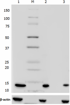 5_5E10-D8_PURE_Histone_H4_Antibody_WB_011618