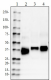 A15113A_HRP_Clusterin_Antibody_1_032118