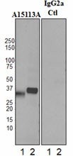 A15113A_PURE_Clusterin_Antibody_1_WB_011717
