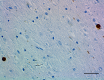 A17183B_Purified_a-Synuclein_Antibody_2_032619