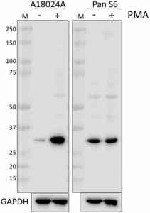 A18024A_PURE_RPS6-Phospho_Antibody_1_030320