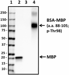 BL28592_PURE_MBP-Phospho-Thr98_Antibody_1_082119