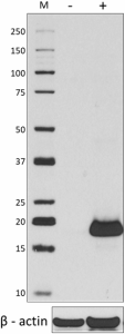 HTA28_Pure_Histone_Antibody_1_031919