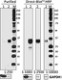 M3304B06_DBHRP_GranzymeB_Antibody_051017