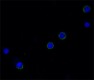 MQ2-39C3_Biotin_IL6_Antibody_IF_100412