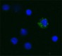 Mab11_Biotin_TNFalpha_Antibody_ICC_011921