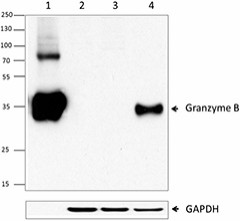 O94E6-GZMB_Purified_Granzyme B_Antibody_1WB_112514
