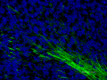 1_P82H9_A488_Myelin_Basic_Protein_Antibody_1_020419.png