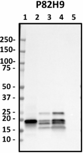 P82H9_HRP_Myelin-Basic-Protein_Antibody_1_082718