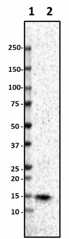 Poly28600_Purified_Lysozyme_Antibody_1_051519.png