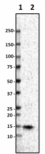 Poly28600_Purified_Lysozyme_Antibody_1_051519.png