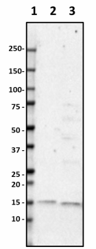 Poly28600_Purified_Lysozyme_Antibody_2_051519.png