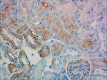 Poly28600_Purified_Lysozyme_Antibody_4_051519.png