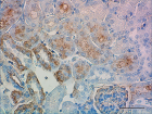 Poly28600_Purified_Lysozyme_Antibody_4_051519.png
