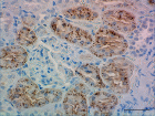 Poly28600_Purified_Lysozyme_Antibody_5_051519.png