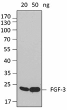 W15075A_PURE_FGF3_Antibody_041216