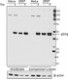 W16016A_PURE_ATF4_Antibody_WB_1_012017