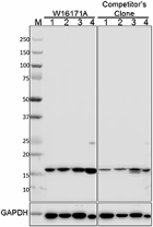 W16171A_PURE_H2AX_Antibody_1_092917