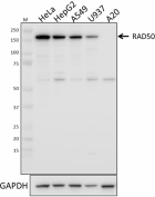 W17158C_PURE_Rad50_Antibody_1_073119