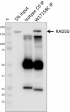 W17158C_PURE_Rad50_Antibody_3_073119