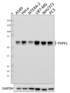 W17215A_Purified_PDPK1_Antibody_051719.png