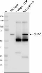 W17240D_Pure_SHP-1_Antibody_3_061819