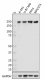 W18079D_PURE_eIF4G1_Antibody_1_091619.png