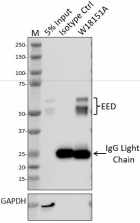 W18151A_PURE_EED_Antibody_2_112719_updated