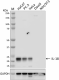 W18160A_PURE_IL-18_Antibody_1_111119